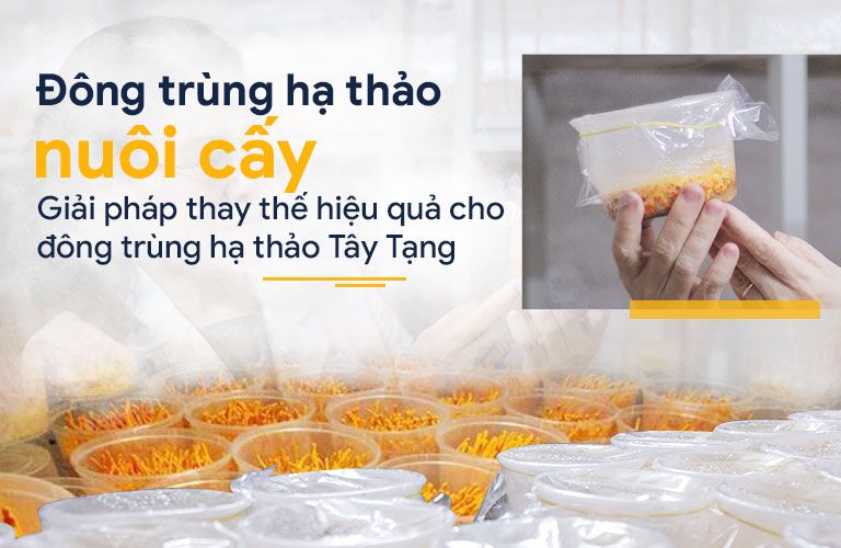 Đứng trước sự suy giảm ĐTHT tự nhiên thì việc nuôi cấy là giải pháp thay thế hoàn hảo