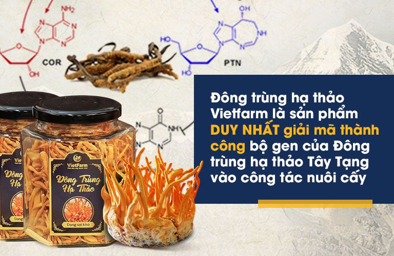 Đông trùng hạ thảo Vietfarm có chất lượng tương đương đông trùng hạ thảo Tây Tạng