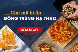 dong-trung-ha-thao-vietfarm-thumb-1