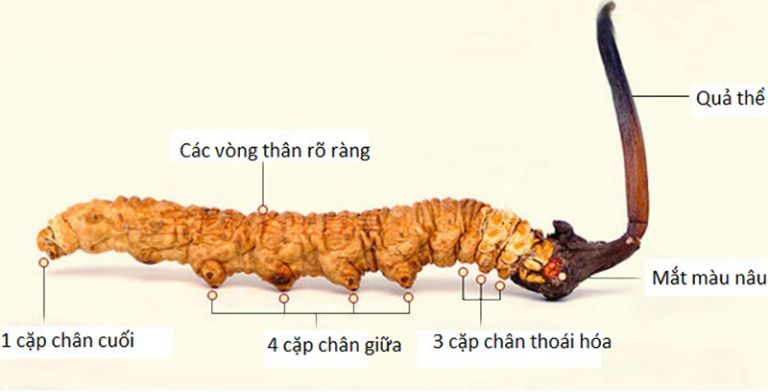 Cần tỉnh táo để chọn đúng đông trùng hạ thảo chất lượng