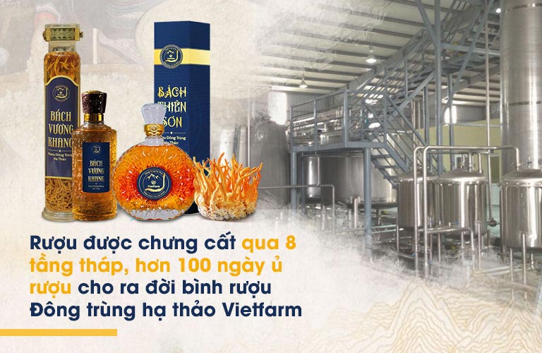 Quy trình sản xuất rượu đông trùng hạ thảo Vietfarm khép kín, tân tiến, đạt chuẩn