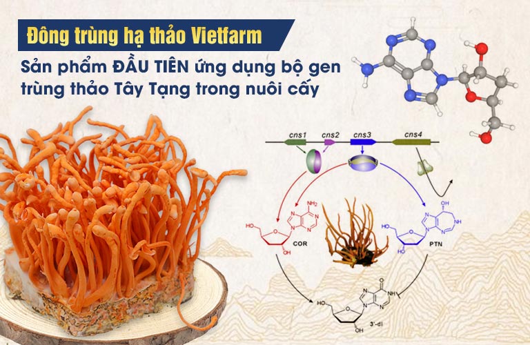 Bộ gen đông trùng hạ thảo giúp tối ưu hàm lượng dưỡng chất