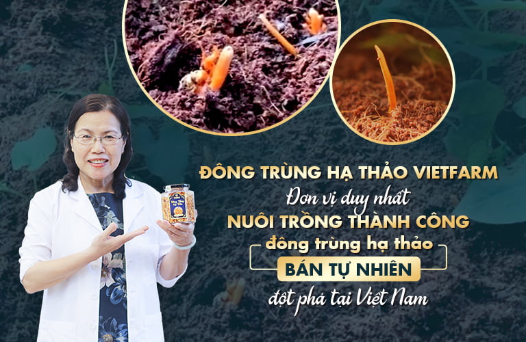 Kỹ thuật nuôi trồng bán tự nhiên đột phá của Đông trùng hạ thảo Vietfarm