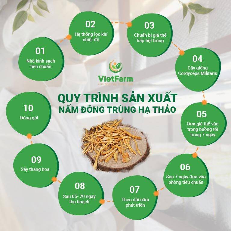 quy trình sản xuất đông trùng hạ thảo