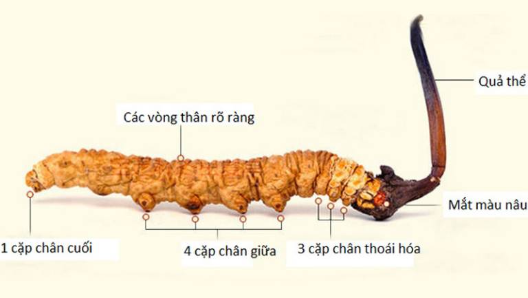 Cách nhận biết đông trùng hạ thảo thật giả dựa vào số chân 