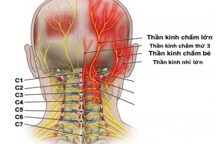 Hình ảnh dây thần kinh chẩm