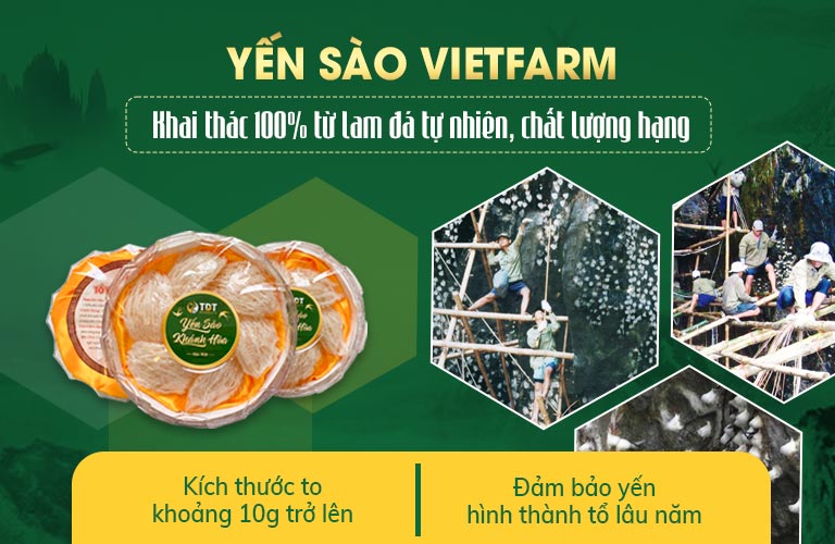 Yến sào tự nhiên khai thác 100% từ lam đá