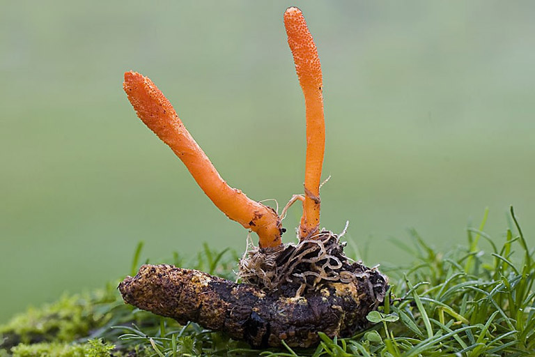 Đông trùng hạ thảo Vietfarm nuôi cấy bằng chủng nấm Cordyceps Militaris mã 100741 tốt nhất thế giới