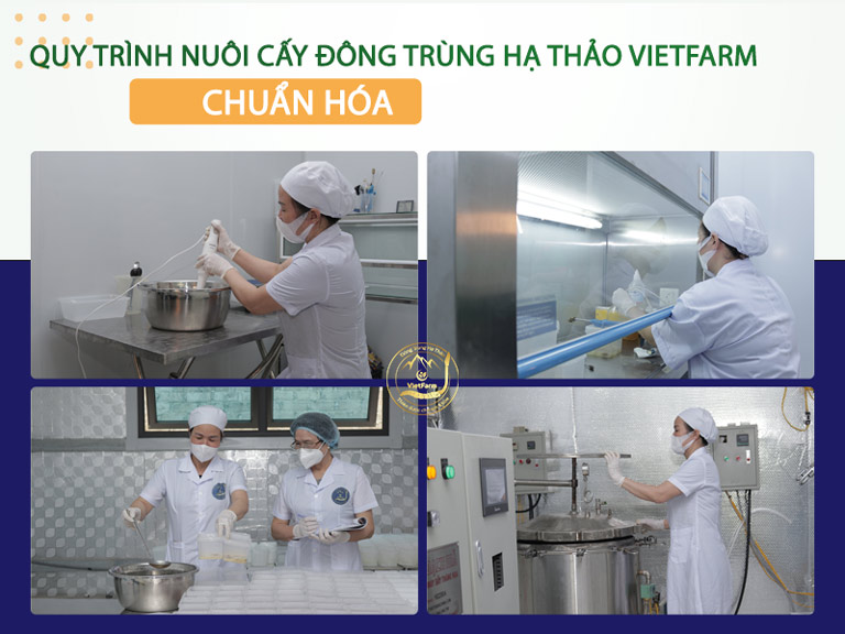 Quy trình nuôi cấy chuẩn hóa với chủng giống và nguồn cơ chất tốt nhất