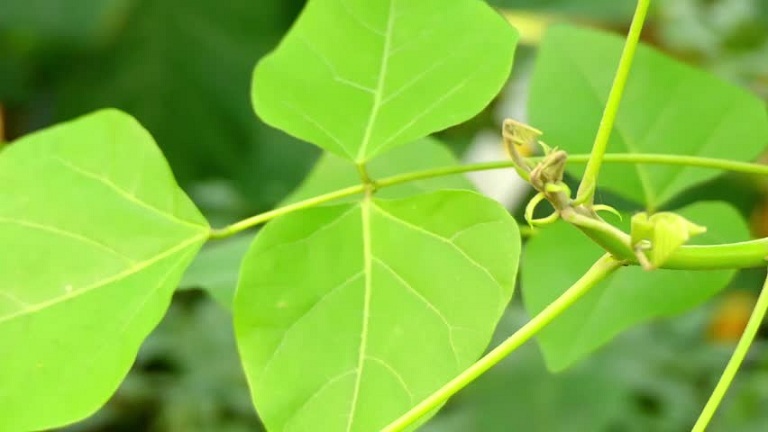 la vong chua mat ngu