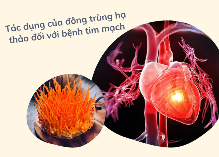 Trùng thảo khô có nhiều dưỡng chất tốt cho tim mạch