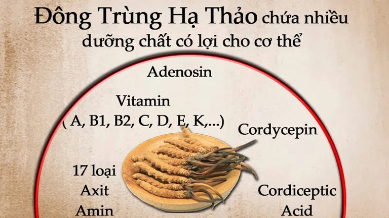 Đông trùng hạ thảo mang đến nhiều công dụng tố cho sức khỏe